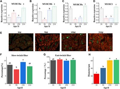 Integrated analysis of circRNA, lncRNA, miRNA and mRNA to reveal the ceRNA regulatory network of postnatal skeletal muscle development in Ningxiang pig